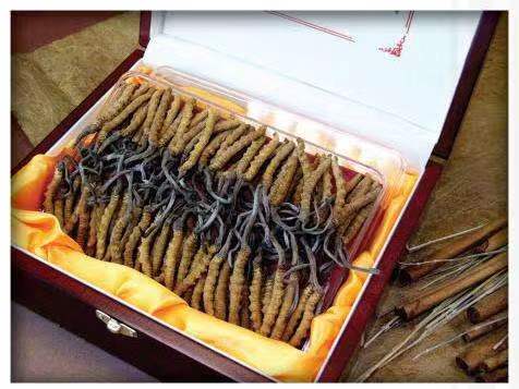 揭东冬虫夏草回收